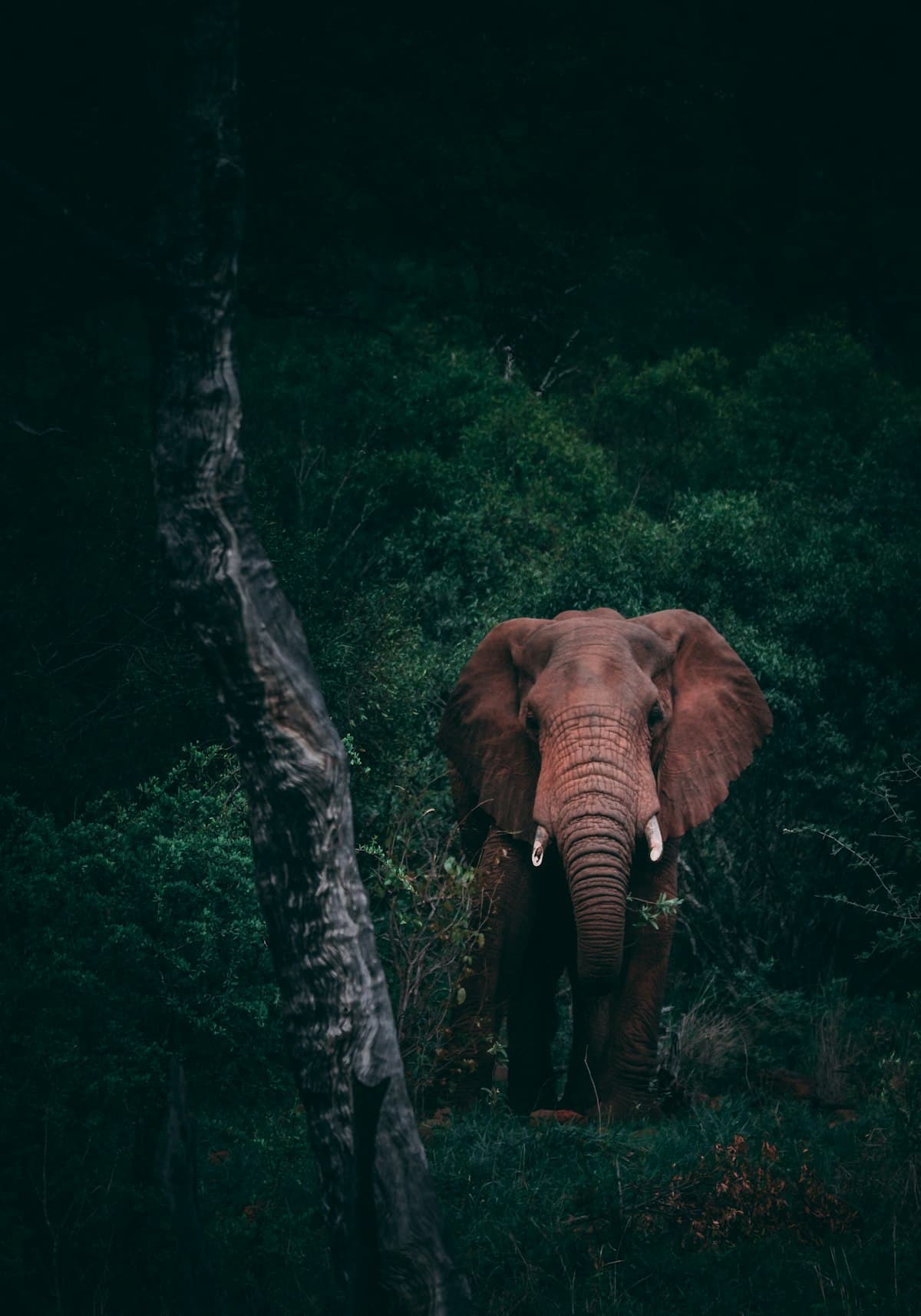 Serengeti Migration Safari