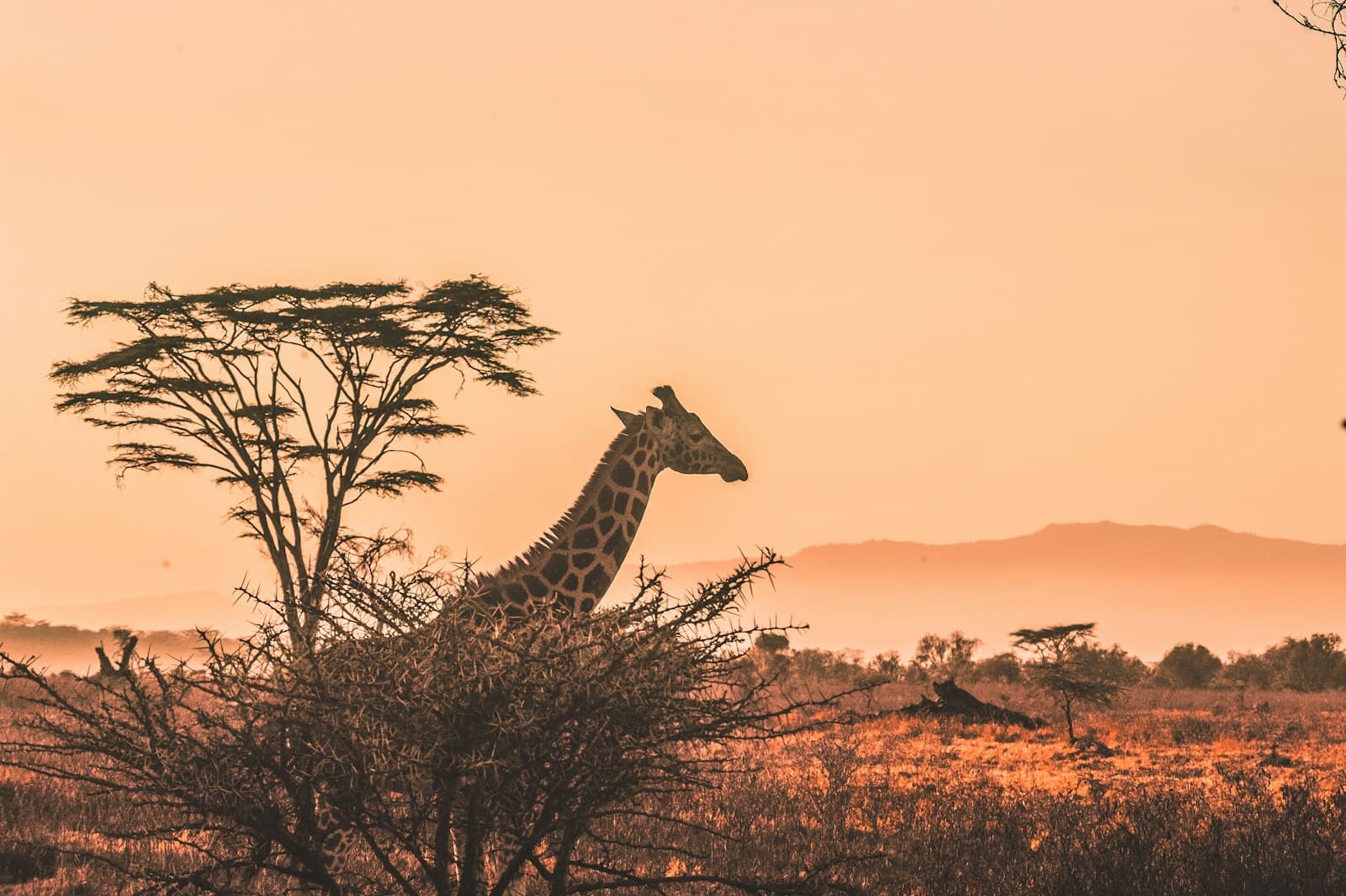 Kenya’s Maasai Mara